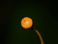 Orange cap fungus on dead wood - closeup, La Isla Escondida, Colombia Small mycena-like fungus with a curved stem and ridged orange cap, growing on dead wood.<br />
https://www.jungledragon.com/image/72837/orange_cap_fungus_on_dead_wood_la_isla_escondida_colombia.html Colombia,Colombia 2018,Colombia South,La Isla Escondida,Putumayo,South America,World