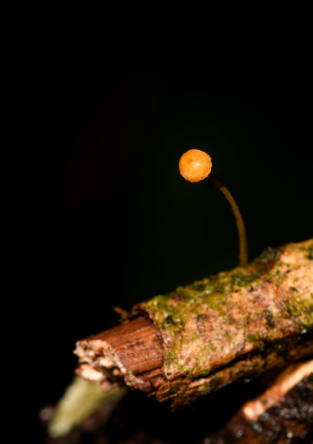 Orange cap fungus on dead wood, La Isla Escondida, Colombia Small mycena-like fungus with a curved stem and ridged orange cap, growing on dead wood.<br />
<figure class="photo"><a href="https://www.jungledragon.com/image/72836/orange_cap_fungus_on_dead_wood_-_closeup_la_isla_escondida_colombia.html" title="Orange cap fungus on dead wood - closeup, La Isla Escondida, Colombia"><img src="https://s3.amazonaws.com/media.jungledragon.com/images/2/72836_thumb.jpg?AWSAccessKeyId=05GMT0V3GWVNE7GGM1R2&Expires=1770854410&Signature=b0ftGibyH6AKhkEU3LT7kfOollI%3D" width="200" height="156" alt="Orange cap fungus on dead wood - closeup, La Isla Escondida, Colombia Small mycena-like fungus with a curved stem and ridged orange cap, growing on dead wood.<br />
https://www.jungledragon.com/image/72837/orange_cap_fungus_on_dead_wood_la_isla_escondida_colombia.html Colombia,Colombia 2018,Colombia South,La Isla Escondida,Putumayo,South America,World" /></a></figure> Colombia,Colombia 2018,Colombia South,La Isla Escondida,Putumayo,South America,World