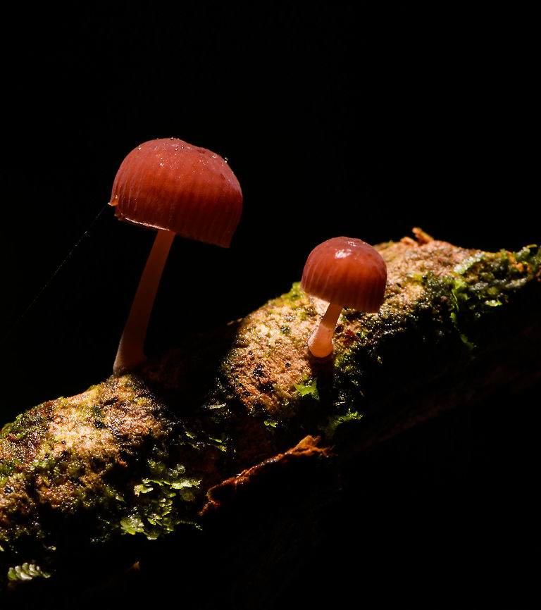 Red-capped fungi on dead wood, La Isla Escondida, Colombia Two fungi of the same species found on dead wood. The stem is significant and the caps relatively large. Color is very dark pink to red.  Colombia,Colombia 2018,Colombia South,La Isla Escondida,Putumayo,South America,World