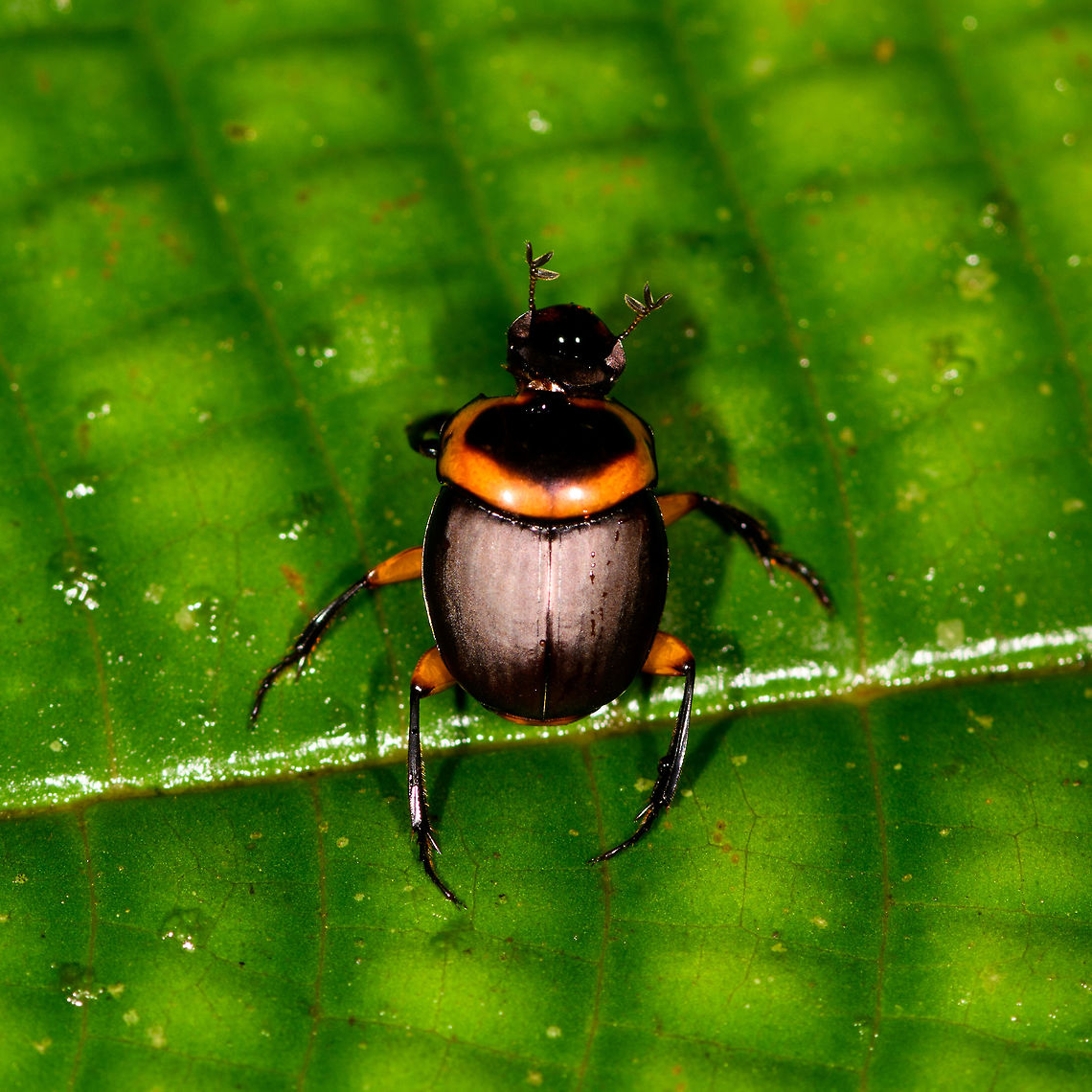 Canthon luteicollis, La Isla Escondida, Colombia A beautifully vibrant tropical dung beetle. Not entirely visible in these shots, but the two front legs are much bulkier than the rest of its legs.<br />
<figure class="photo"><a href="https://www.jungledragon.com/image/72841/canthon_luteicollis_-_side_view_la_isla_escondida_colombia.html" title="Canthon luteicollis - side view, La Isla Escondida, Colombia"><img src="https://s3.amazonaws.com/media.jungledragon.com/images/2/72841_thumb.jpg?AWSAccessKeyId=05GMT0V3GWVNE7GGM1R2&Expires=1767225610&Signature=YUx1XW9qo8TVdhyABIphsBvys70%3D" width="200" height="166" alt="Canthon luteicollis - side view, La Isla Escondida, Colombia A beautifully vibrant tropical dung beetle. Not entirely visible in these shots, but the two front legs are much bulkier than the rest of its legs.<br />
https://www.jungledragon.com/image/72840/canthon_luteicollis_la_isla_escondida_colombia.html Colombia,Colombia 2018,Colombia South,La Isla Escondida,Putumayo,South America,World" /></a></figure> Canthon luteicollis,Colombia,Colombia 2018,Colombia South,La Isla Escondida,Putumayo,South America,World