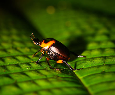 Canthon luteicollis - side view, La Isla Escondida, Colombia A beautifully vibrant tropical dung beetle. Not entirely visible in these shots, but the two front legs are much bulkier than the rest of its legs.
https://www.jungledragon.com/image/72840/canthon_luteicollis_la_isla_escondida_colombia.html Colombia,Colombia 2018,Colombia South,La Isla Escondida,Putumayo,South America,World