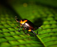 Canthon luteicollis - side view, La Isla Escondida, Colombia A beautifully vibrant tropical dung beetle. Not entirely visible in these shots, but the two front legs are much bulkier than the rest of its legs.<br />
https://www.jungledragon.com/image/72840/canthon_luteicollis_la_isla_escondida_colombia.html Colombia,Colombia 2018,Colombia South,La Isla Escondida,Putumayo,South America,World