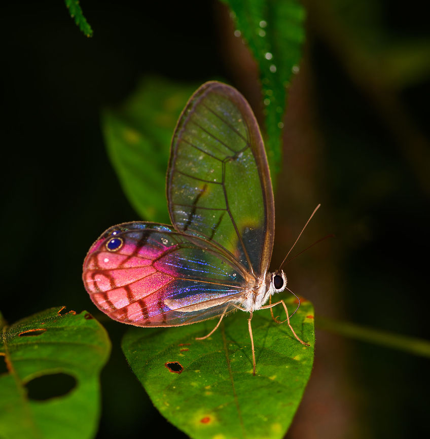Blushing Phantom, La Isla Escondida, Colombia Highly collectible, these phantoms:<br />
<figure class="photo"><a href="https://www.jungledragon.com/image/72812/amber_phantom_la_isla_escondida_colombia.html" title="Amber phantom, La Isla Escondida, Colombia"><img src="https://s3.amazonaws.com/media.jungledragon.com/images/2/72812_thumb.jpg?AWSAccessKeyId=05GMT0V3GWVNE7GGM1R2&Expires=1770854410&Signature=fy%2FaYKH25wd8%2FsAAAO%2F0vmsanKA%3D" width="200" height="176" alt="Amber phantom, La Isla Escondida, Colombia Colombia isn't just a paradise for birding and herping, it's also a hotspot for butterflies with 1,600 species known. Jungles, however, do not easily reveal them. Many of the cryptic species hide in the undergrowth. They don't come out much or not visibly so, and may only do so in ideal conditions. If you'd like to maximize productivity for butterfly photography, wide open sunny spots are a better choice.<br />
<br />
La Isla Escondida has 5 main tracks allowing you to navigate its gorgeous primary forest, 4 out of 5 tracks are narrow and do not allow much daylight to hit the ground. Even though surely the butterflies are there, you will not easily find them and when you do, they won't settle down. During rainy weather, which is all too common, you may see none at all.<br />
<br />
On this day I intentionally lagged behind the rest of the group to try and capture some. Which is pretty time consuming, but at times worth it. Such as this stunning Amber Phantom butterfly, which I chased around for a good 15 minutes. It's a true jungle butterfly. It is elusive, only to be found locally in deep, shady parts of the rain forest. Its life cycle is cryptic, or better said, unknown. Colombia,Colombia 2018,Colombia South,Fall,Geotagged,Haetera piera,La Isla Escondida,Putumayo,South America,World" /></a></figure><br />
Not really collecting them, just trying to capture them :) Blushing Phantom,Cithaerias pireta,Colombia,Colombia 2018,Colombia South,Fall,Geotagged,La Isla Escondida,Putumayo,South America,World