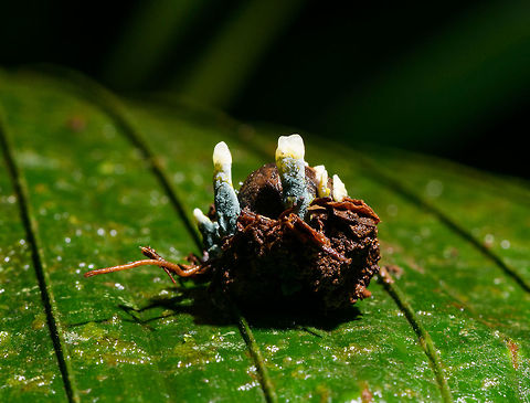Trichocomaceae on palm nut, La Isla Escondida, Colombia This fungus initially sent us in the Cordyceps direction but it's not growing out of an insect, instead out of a palm nut. I got pointed out to this interesting discussion on mushroom observer suggesting it is likely from the family Trichocomaceae. 

https://mushroomobserver.org/279431?q=fIQP&fbclid=IwAR0LJ6BmIKERMnzr-pt-9LF_tor-_wkTH2iOgFi-Rt77pVMaGFB6un8BiSs

I have some better shots of a second example later in the set:
https://www.jungledragon.com/image/73156/trichocomaceae_on_palm_nut_-_closeup_la_isla_escondida_colombia.html Colombia,Colombia 2018,Colombia South,La Isla Escondida,Putumayo,South America,World