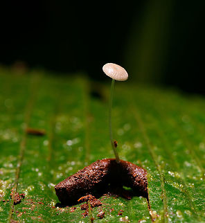 Mycena on rotten wood, La Isla Escondida Not sure if just me but this photo messes with my sense of depth. The right part of the rotten branch seems cut off digitally, as if the pixels are erased. It looks very unnatural yet it's the original scene. Colombia,Colombia 2018,Colombia South,Fall,Geotagged,La Isla Escondida,Putumayo,South America,World