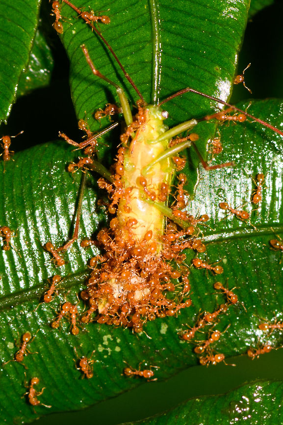 Orange ants feeding frenzy - closeup, La Isla Escondida, Colombia A group of tiny orange ants scavenging on a katydid. It looks like they're trying to cut this large insect into more manageable chunks, with the part in the bottom close to separated.<br />
<figure class="photo"><a href="https://www.jungledragon.com/image/72851/orange_ants_feeding_frenzy_la_isla_escondida_colombia.html" title="Orange ants feeding frenzy, La Isla Escondida, Colombia"><img src="https://s3.amazonaws.com/media.jungledragon.com/images/2/72851_thumb.jpg?AWSAccessKeyId=05GMT0V3GWVNE7GGM1R2&Expires=1770854410&Signature=gGm32opaZZi4QuUmEho0iCjjGzk%3D" width="200" height="134" alt="Orange ants feeding frenzy, La Isla Escondida, Colombia A group of tiny orange ants scavenging on a katydid. It looks like they're trying to cut this large insect into more manageable chunks, with the part in the bottom close to separated.<br />
https://www.jungledragon.com/image/72850/orange_ants_feeding_frenzy_-_closeup_la_isla_escondida_colombia.html Colombia,Colombia 2018,Colombia South,Fall,Geotagged,La Isla Escondida,Putumayo,South America,World" /></a></figure> Colombia,Colombia 2018,Colombia South,Fall,Geotagged,La Isla Escondida,Putumayo,South America,World