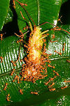 Orange ants feeding frenzy - closeup, La Isla Escondida, Colombia A group of tiny orange ants scavenging on a katydid. It looks like they're trying to cut this large insect into more manageable chunks, with the part in the bottom close to separated.<br />
https://www.jungledragon.com/image/72851/orange_ants_feeding_frenzy_la_isla_escondida_colombia.html Colombia,Colombia 2018,Colombia South,Fall,Geotagged,La Isla Escondida,Putumayo,South America,World