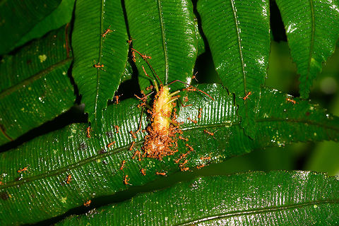 Orange ants feeding frenzy, La Isla Escondida, Colombia A group of tiny orange ants scavenging on a katydid. It looks like they're trying to cut this large insect into more manageable chunks, with the part in the bottom close to separated.
https://www.jungledragon.com/image/72850/orange_ants_feeding_frenzy_-_closeup_la_isla_escondida_colombia.html Colombia,Colombia 2018,Colombia South,Fall,Geotagged,La Isla Escondida,Putumayo,South America,World