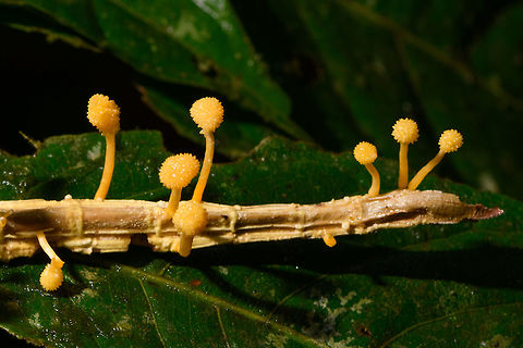 Cordyceps diapheromeriphila - closeup, La Isla Escondida, Colombia ID by our guide Brayan. This species of Cordyceps exclusively parasites on stick insects (phasmids). In 2017, a new study suggests to name this species Beauveria diapheromeriphila, as the original species is a complex of species.
https://www.jungledragon.com/image/72853/cordyceps_diapheromeriphila_la_isla_escondida_colombia.html Colombia,Colombia 2018,Colombia South,Cordyceps diapheromeriphila,Fall,Geotagged,La Isla Escondida,Putumayo,South America,World