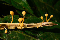 Cordyceps diapheromeriphila - closeup, La Isla Escondida, Colombia ID by our guide Brayan. This species of Cordyceps exclusively parasites on stick insects (phasmids). In 2017, a new study suggests to name this species Beauveria diapheromeriphila, as the original species is a complex of species.<br />
https://www.jungledragon.com/image/72853/cordyceps_diapheromeriphila_la_isla_escondida_colombia.html Colombia,Colombia 2018,Colombia South,Cordyceps diapheromeriphila,Fall,Geotagged,La Isla Escondida,Putumayo,South America,World