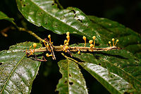 Cordyceps diapheromeriphila, La Isla Escondida, Colombia ID by our guide Brayan. This species of Cordyceps exclusively parasites on stick insects (phasmids). In 2017, a new study suggests to name this species Beauveria diapheromeriphila, as the original species is a complex of species.<br />
https://www.jungledragon.com/image/72852/cordyceps_diapheromeriphila_-_closeup_la_isla_escondida_colombia.html Colombia,Colombia 2018,Colombia South,Cordyceps diapheromeriphila,Fall,Geotagged,La Isla Escondida,Putumayo,South America,World