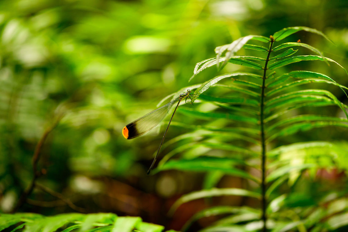 Helicopter damselfly, La Isla Escondida, Colombia I couldn't believe my eyes when our guide Manuel pointed out this damselfly whilst it was in flight. All I know about damselflies is that they are thin and short, usually around 5cm in length. I was completely shocked to see one at least 3 times lengthier. And the flight is amazing, its nickname "Helicopter" is not overstated, it truly hovers in the air. They are so large that we could see it glitter through the air about 20m away. <br />
<br />
The rest had already proceeded on the path as this beauty just wouldn't perch. I kept chasing it and went off path quite a bit when it finally settled down for a good 20 seconds. Unfortunately, exactly at this time my flash battery died, and I screwed up both shots. After that I never found it again. I'm still happy that I at least have some record of it, as I consider it one of the most memorable insect we've ever seen.<br />
<br />
There's 3 species in this genus of oversized "helicopter" damselflies. They're described as picking both spiders and prey caught in cogwebs whilst in flight, so very opportunistic thieves. Here's a low quality video of one of the other species in flight:<br />
<section class="video"><iframe width="448" height="282" src="https://www.youtube-nocookie.com/embed/KLwSKCTl9HM?hd=1&autoplay=0&rel=0" frameborder="0" allowfullscreen></iframe></section><br />
<figure class="photo"><a href="https://www.jungledragon.com/image/72855/helicopter_damselfly_-_side_view_la_isla_escondida_colombia.html" title="Helicopter damselfly - side view, La Isla Escondida, Colombia"><img src="https://s3.amazonaws.com/media.jungledragon.com/images/2/72855_thumb.jpg?AWSAccessKeyId=05GMT0V3GWVNE7GGM1R2&Expires=1769040010&Signature=HKV8Yo8salfNiKQANgoGb1AdoTI%3D" width="126" height="152" alt="Helicopter damselfly - side view, La Isla Escondida, Colombia I couldn't believe my eyes when our guide Manuel pointed out this damselfly whilst it was in flight. All I know about damselflies is that they are thin and short, usually around 5cm in length. I was completely shocked to see one at least 3 times lengthier. And the flight is amazing, its nickname "Helicopter" is not overstated, it truly hovers in the air. They are so large that we could see it glitter through the air about 20m away. <br />
<br />
The rest had already proceeded on the path as this beauty just wouldn't perch. I kept chasing it and went off path quite a bit when it finally settled down for a good 20 seconds. Unfortunately, exactly at this time my flash battery died, and I screwed up both shots. After that I never found it again. I'm still happy that I at least have some record of it, as I consider it one of the most memorable insect we've ever seen.<br />
<br />
There's 3 species in this genus of oversized "helicopter" damselflies. They're described as picking both spiders and prey caught in cogwebs whilst in flight, so very opportunistic thieves. Here's a low quality video of one of the other species in flight:<br />
https://www.youtube.com/watch?v=KLwSKCTl9HM<br />
https://www.jungledragon.com/image/72854/helicopter_damselfly_la_isla_escondida_colombia.html Colombia,Colombia 2018,Colombia South,Helicopter damselfly,La Isla Escondida,Microstigma rotundatum,Putumayo,South America,World" /></a></figure> Colombia,Colombia 2018,Colombia South,Helicopter damselfly,La Isla Escondida,Microstigma rotundatum,Putumayo,South America,World