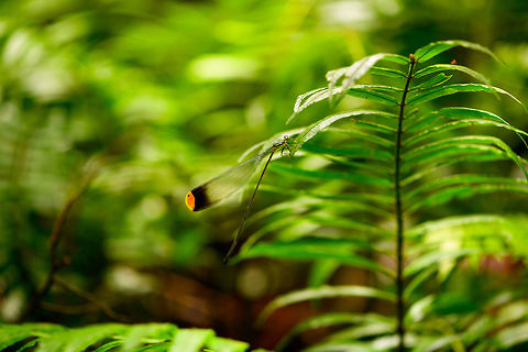 Helicopter damselfly, La Isla Escondida, Colombia I couldn't believe my eyes when our guide Manuel pointed out this damselfly whilst it was in flight. All I know about damselflies is that they are thin and short, usually around 5cm in length. I was completely shocked to see one at least 3 times lengthier. And the flight is amazing, its nickname "Helicopter" is not overstated, it truly hovers in the air. They are so large that we could see it glitter through the air about 20m away. 

The rest had already proceeded on the path as this beauty just wouldn't perch. I kept chasing it and went off path quite a bit when it finally settled down for a good 20 seconds. Unfortunately, exactly at this time my flash battery died, and I screwed up both shots. After that I never found it again. I'm still happy that I at least have some record of it, as I consider it one of the most memorable insect we've ever seen.

There's 3 species in this genus of oversized "helicopter" damselflies. They're described as picking both spiders and prey caught in cogwebs whilst in flight, so very opportunistic thieves. Here's a low quality video of one of the other species in flight:
https://www.youtube.com/watch?v=KLwSKCTl9HM
https://www.jungledragon.com/image/72855/helicopter_damselfly_-_side_view_la_isla_escondida_colombia.html Colombia,Colombia 2018,Colombia South,Helicopter damselfly,La Isla Escondida,Microstigma rotundatum,Putumayo,South America,World