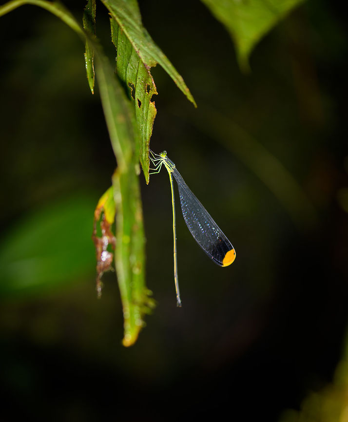 Helicopter damselfly - side view, La Isla Escondida, Colombia I couldn't believe my eyes when our guide Manuel pointed out this damselfly whilst it was in flight. All I know about damselflies is that they are thin and short, usually around 5cm in length. I was completely shocked to see one at least 3 times lengthier. And the flight is amazing, its nickname "Helicopter" is not overstated, it truly hovers in the air. They are so large that we could see it glitter through the air about 20m away. <br />
<br />
The rest had already proceeded on the path as this beauty just wouldn't perch. I kept chasing it and went off path quite a bit when it finally settled down for a good 20 seconds. Unfortunately, exactly at this time my flash battery died, and I screwed up both shots. After that I never found it again. I'm still happy that I at least have some record of it, as I consider it one of the most memorable insect we've ever seen.<br />
<br />
There's 3 species in this genus of oversized "helicopter" damselflies. They're described as picking both spiders and prey caught in cogwebs whilst in flight, so very opportunistic thieves. Here's a low quality video of one of the other species in flight:<br />
<section class="video"><iframe width="448" height="282" src="https://www.youtube-nocookie.com/embed/KLwSKCTl9HM?hd=1&autoplay=0&rel=0" frameborder="0" allowfullscreen></iframe></section><br />
<figure class="photo"><a href="https://www.jungledragon.com/image/72854/helicopter_damselfly_la_isla_escondida_colombia.html" title="Helicopter damselfly, La Isla Escondida, Colombia"><img src="https://s3.amazonaws.com/media.jungledragon.com/images/2/72854_thumb.jpg?AWSAccessKeyId=05GMT0V3GWVNE7GGM1R2&Expires=1759968010&Signature=3zvFzE6%2B2H%2FMSHoPyRnV%2FzIeYoY%3D" width="200" height="134" alt="Helicopter damselfly, La Isla Escondida, Colombia I couldn't believe my eyes when our guide Manuel pointed out this damselfly whilst it was in flight. All I know about damselflies is that they are thin and short, usually around 5cm in length. I was completely shocked to see one at least 3 times lengthier. And the flight is amazing, its nickname "Helicopter" is not overstated, it truly hovers in the air. They are so large that we could see it glitter through the air about 20m away. <br />
<br />
The rest had already proceeded on the path as this beauty just wouldn't perch. I kept chasing it and went off path quite a bit when it finally settled down for a good 20 seconds. Unfortunately, exactly at this time my flash battery died, and I screwed up both shots. After that I never found it again. I'm still happy that I at least have some record of it, as I consider it one of the most memorable insect we've ever seen.<br />
<br />
There's 3 species in this genus of oversized "helicopter" damselflies. They're described as picking both spiders and prey caught in cogwebs whilst in flight, so very opportunistic thieves. Here's a low quality video of one of the other species in flight:<br />
https://www.youtube.com/watch?v=KLwSKCTl9HM<br />
https://www.jungledragon.com/image/72855/helicopter_damselfly_-_side_view_la_isla_escondida_colombia.html Colombia,Colombia 2018,Colombia South,Helicopter damselfly,La Isla Escondida,Microstigma rotundatum,Putumayo,South America,World" /></a></figure> Colombia,Colombia 2018,Colombia South,Helicopter damselfly,La Isla Escondida,Microstigma rotundatum,Putumayo,South America,World
