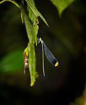 Helicopter damselfly - side view, La Isla Escondida, Colombia I couldn't believe my eyes when our guide Manuel pointed out this damselfly whilst it was in flight. All I know about damselflies is that they are thin and short, usually around 5cm in length. I was completely shocked to see one at least 3 times lengthier. And the flight is amazing, its nickname "Helicopter" is not overstated, it truly hovers in the air. They are so large that we could see it glitter through the air about 20m away. <br />
<br />
The rest had already proceeded on the path as this beauty just wouldn't perch. I kept chasing it and went off path quite a bit when it finally settled down for a good 20 seconds. Unfortunately, exactly at this time my flash battery died, and I screwed up both shots. After that I never found it again. I'm still happy that I at least have some record of it, as I consider it one of the most memorable insect we've ever seen.<br />
<br />
There's 3 species in this genus of oversized "helicopter" damselflies. They're described as picking both spiders and prey caught in cogwebs whilst in flight, so very opportunistic thieves. Here's a low quality video of one of the other species in flight:<br />
https://www.youtube.com/watch?v=KLwSKCTl9HM<br />
https://www.jungledragon.com/image/72854/helicopter_damselfly_la_isla_escondida_colombia.html Colombia,Colombia 2018,Colombia South,Helicopter damselfly,La Isla Escondida,Microstigma rotundatum,Putumayo,South America,World