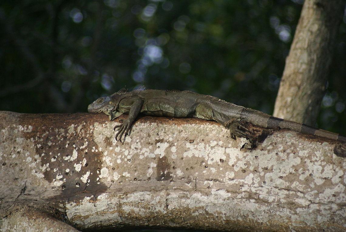 JungleDragon lizard Kind of looks like the JungleDragon logo in the website footer :) This lizard is heating up on a mangrove tree. Costa Rica,Green iguana,Iguana iguana,Lizard,Mangrove,Reptiles,Squamata