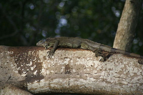 JungleDragon lizard Kind of looks like the JungleDragon logo in the website footer :) This lizard is heating up on a mangrove tree. Costa Rica,Green iguana,Iguana iguana,Lizard,Mangrove,Reptiles,Squamata