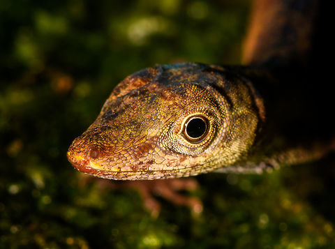 Slender Amazon anole - head, La Isla Escondida, Colombia Male Anolis sp. lizard found on rock. One of the photos shows our guide Brayan revealing the flap, which is crucial for identification. I haven't done much research on the ID yet though.
https://www.jungledragon.com/image/73074/anolis_sp._la_isla_escondida_colombia.html
https://www.jungledragon.com/image/73072/anolis_sp._-_flap_la_isla_escondida_colombia.html
https://www.jungledragon.com/image/73071/anolis_sp._-_side_view_la_isla_escondida_colombia.html
https://www.jungledragon.com/image/73073/anolis_sp._-_frontal_la_isla_escondida_colombia.html Anolis fuscoauratus,Colombia,Colombia 2018,Colombia South,La Isla Escondida,Putumayo,Slender Amazon anole,South America,World