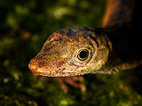 Slender Amazon anole - head, La Isla Escondida, Colombia Male Anolis sp. lizard found on rock. One of the photos shows our guide Brayan revealing the flap, which is crucial for identification. I haven't done much research on the ID yet though.<br />
https://www.jungledragon.com/image/73074/anolis_sp._la_isla_escondida_colombia.html<br />
https://www.jungledragon.com/image/73072/anolis_sp._-_flap_la_isla_escondida_colombia.html<br />
https://www.jungledragon.com/image/73071/anolis_sp._-_side_view_la_isla_escondida_colombia.html<br />
https://www.jungledragon.com/image/73073/anolis_sp._-_frontal_la_isla_escondida_colombia.html Anolis fuscoauratus,Colombia,Colombia 2018,Colombia South,La Isla Escondida,Putumayo,Slender Amazon anole,South America,World