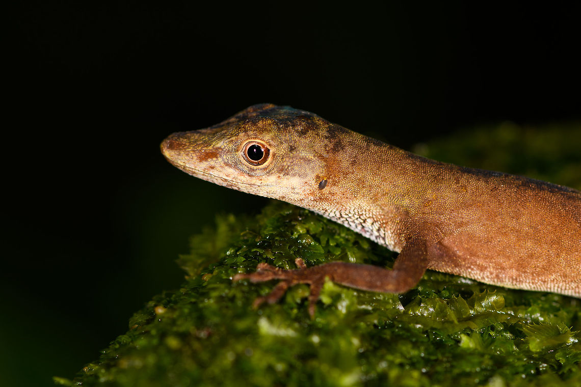 Slender Amazon anole - side view, La Isla Escondida, Colombia Male Anolis sp. lizard found on rock. One of the photos shows our guide Brayan revealing the flap, which is crucial for identification. I haven't done much research on the ID yet though.<br />
<figure class="photo"><a href="https://www.jungledragon.com/image/73074/slender_amazon_anole_la_isla_escondida_colombia.html" title="Slender Amazon anole, La Isla Escondida, Colombia"><img src="https://s3.amazonaws.com/media.jungledragon.com/images/2/73074_thumb.jpg?AWSAccessKeyId=05GMT0V3GWVNE7GGM1R2&Expires=1769040010&Signature=TQpIPQoGDR73sO1yVkDDGjEiPRs%3D" width="200" height="134" alt="Slender Amazon anole, La Isla Escondida, Colombia Male Anolis sp. lizard found on rock. One of the photos shows our guide Brayan revealing the flap, which is crucial for identification. I haven't done much research on the ID yet though.<br />
https://www.jungledragon.com/image/73072/anolis_sp._-_flap_la_isla_escondida_colombia.html<br />
https://www.jungledragon.com/image/73071/anolis_sp._-_side_view_la_isla_escondida_colombia.html<br />
https://www.jungledragon.com/image/73073/anolis_sp._-_frontal_la_isla_escondida_colombia.html<br />
https://www.jungledragon.com/image/73070/anolis_sp._-_head_la_isla_escondida_colombia.html Anolis fuscoauratus,Colombia,Colombia 2018,Colombia South,La Isla Escondida,Putumayo,South America,World,fuscoauratus" /></a></figure><br />
<figure class="photo"><a href="https://www.jungledragon.com/image/73072/slender_amazon_anole_-_flap_la_isla_escondida_colombia.html" title="Slender Amazon anole - flap, La Isla Escondida, Colombia"><img src="https://s3.amazonaws.com/media.jungledragon.com/images/2/73072_thumb.jpg?AWSAccessKeyId=05GMT0V3GWVNE7GGM1R2&Expires=1769040010&Signature=4YIvF13GBRXsMT76eFncyI8jNnQ%3D" width="200" height="134" alt="Slender Amazon anole - flap, La Isla Escondida, Colombia Male Anolis sp. lizard found on rock. One of the photos shows our guide Brayan revealing the flap, which is crucial for identification. I haven't done much research on the ID yet though.<br />
https://www.jungledragon.com/image/73074/anolis_sp._la_isla_escondida_colombia.html<br />
https://www.jungledragon.com/image/73071/anolis_sp._-_side_view_la_isla_escondida_colombia.html<br />
https://www.jungledragon.com/image/73073/anolis_sp._-_frontal_la_isla_escondida_colombia.html<br />
https://www.jungledragon.com/image/73070/anolis_sp._-_head_la_isla_escondida_colombia.html Anolis fuscoauratus,Colombia,Colombia 2018,Colombia South,Fall,Geotagged,La Isla Escondida,Putumayo,Slender Amazon anole,South America,World" /></a></figure><br />
<figure class="photo"><a href="https://www.jungledragon.com/image/73073/slender_amazon_anole_-_frontal_la_isla_escondida_colombia.html" title="Slender Amazon anole - frontal, La Isla Escondida, Colombia"><img src="https://s3.amazonaws.com/media.jungledragon.com/images/2/73073_thumb.jpg?AWSAccessKeyId=05GMT0V3GWVNE7GGM1R2&Expires=1769040010&Signature=eI0tjW5TUZXfDCpFzD%2Bih7Y9mgo%3D" width="200" height="200" alt="Slender Amazon anole - frontal, La Isla Escondida, Colombia Male Anolis sp. lizard found on rock. One of the photos shows our guide Brayan revealing the flap, which is crucial for identification. I haven't done much research on the ID yet though.<br />
https://www.jungledragon.com/image/73074/anolis_sp._la_isla_escondida_colombia.html<br />
https://www.jungledragon.com/image/73072/anolis_sp._-_flap_la_isla_escondida_colombia.html<br />
https://www.jungledragon.com/image/73071/anolis_sp._-_side_view_la_isla_escondida_colombia.html<br />
https://www.jungledragon.com/image/73070/anolis_sp._-_head_la_isla_escondida_colombia.html Anolis fuscoauratus,Colombia,Colombia 2018,Colombia South,La Isla Escondida,Putumayo,Slender Amazon anole,South America,World" /></a></figure><br />
<figure class="photo"><a href="https://www.jungledragon.com/image/73070/slender_amazon_anole_-_head_la_isla_escondida_colombia.html" title="Slender Amazon anole - head, La Isla Escondida, Colombia"><img src="https://s3.amazonaws.com/media.jungledragon.com/images/2/73070_thumb.jpg?AWSAccessKeyId=05GMT0V3GWVNE7GGM1R2&Expires=1769040010&Signature=V6yztdQNg5paLm878B1B%2F%2BrG4us%3D" width="200" height="150" alt="Slender Amazon anole - head, La Isla Escondida, Colombia Male Anolis sp. lizard found on rock. One of the photos shows our guide Brayan revealing the flap, which is crucial for identification. I haven't done much research on the ID yet though.<br />
https://www.jungledragon.com/image/73074/anolis_sp._la_isla_escondida_colombia.html<br />
https://www.jungledragon.com/image/73072/anolis_sp._-_flap_la_isla_escondida_colombia.html<br />
https://www.jungledragon.com/image/73071/anolis_sp._-_side_view_la_isla_escondida_colombia.html<br />
https://www.jungledragon.com/image/73073/anolis_sp._-_frontal_la_isla_escondida_colombia.html Anolis fuscoauratus,Colombia,Colombia 2018,Colombia South,La Isla Escondida,Putumayo,Slender Amazon anole,South America,World" /></a></figure> Anolis fuscoauratus,Colombia,Colombia 2018,Colombia South,La Isla Escondida,Putumayo,Slender Amazon anole,South America,World