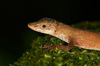 Slender Amazon anole - side view, La Isla Escondida, Colombia Male Anolis sp. lizard found on rock. One of the photos shows our guide Brayan revealing the flap, which is crucial for identification. I haven't done much research on the ID yet though.<br />
https://www.jungledragon.com/image/73074/anolis_sp._la_isla_escondida_colombia.html<br />
https://www.jungledragon.com/image/73072/anolis_sp._-_flap_la_isla_escondida_colombia.html<br />
https://www.jungledragon.com/image/73073/anolis_sp._-_frontal_la_isla_escondida_colombia.html<br />
https://www.jungledragon.com/image/73070/anolis_sp._-_head_la_isla_escondida_colombia.html Anolis fuscoauratus,Colombia,Colombia 2018,Colombia South,La Isla Escondida,Putumayo,Slender Amazon anole,South America,World