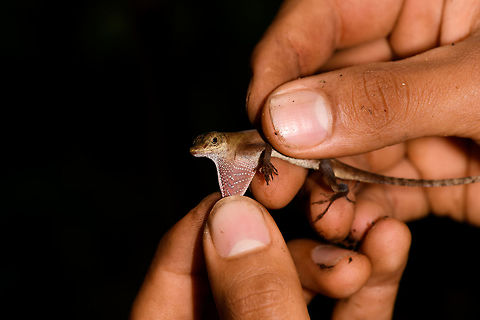 Slender Amazon anole - flap, La Isla Escondida, Colombia Male Anolis sp. lizard found on rock. One of the photos shows our guide Brayan revealing the flap, which is crucial for identification. I haven't done much research on the ID yet though.
https://www.jungledragon.com/image/73074/anolis_sp._la_isla_escondida_colombia.html
https://www.jungledragon.com/image/73071/anolis_sp._-_side_view_la_isla_escondida_colombia.html
https://www.jungledragon.com/image/73073/anolis_sp._-_frontal_la_isla_escondida_colombia.html
https://www.jungledragon.com/image/73070/anolis_sp._-_head_la_isla_escondida_colombia.html Anolis fuscoauratus,Colombia,Colombia 2018,Colombia South,Fall,Geotagged,La Isla Escondida,Putumayo,Slender Amazon anole,South America,World