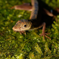 Slender Amazon anole - frontal, La Isla Escondida, Colombia Male Anolis sp. lizard found on rock. One of the photos shows our guide Brayan revealing the flap, which is crucial for identification. I haven't done much research on the ID yet though.<br />
https://www.jungledragon.com/image/73074/anolis_sp._la_isla_escondida_colombia.html<br />
https://www.jungledragon.com/image/73072/anolis_sp._-_flap_la_isla_escondida_colombia.html<br />
https://www.jungledragon.com/image/73071/anolis_sp._-_side_view_la_isla_escondida_colombia.html<br />
https://www.jungledragon.com/image/73070/anolis_sp._-_head_la_isla_escondida_colombia.html Anolis fuscoauratus,Colombia,Colombia 2018,Colombia South,La Isla Escondida,Putumayo,Slender Amazon anole,South America,World