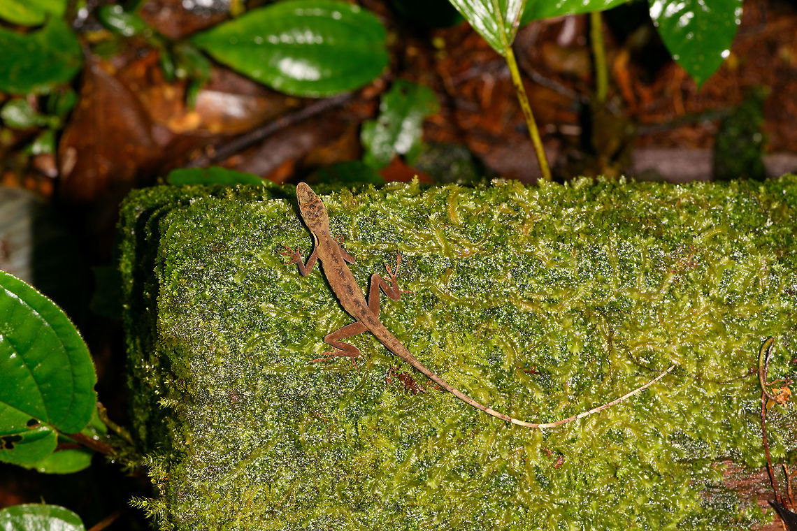 Slender Amazon anole, La Isla Escondida, Colombia Male Anolis sp. lizard found on rock. One of the photos shows our guide Brayan revealing the flap, which is crucial for identification. I haven&#039;t done much research on the ID yet though.<br />
<figure class="photo"><a href="https://www.jungledragon.com/image/73072/slender_amazon_anole_-_flap_la_isla_escondida_colombia.html" title="Slender Amazon anole - flap, La Isla Escondida, Colombia"><img src="https://s3.amazonaws.com/media.jungledragon.com/images/2/73072_thumb.jpg?AWSAccessKeyId=05GMT0V3GWVNE7GGM1R2&Expires=1759968010&Signature=FLLfP5NglZmNWywBAwdzAI8syuk%3D" width="200" height="134" alt="Slender Amazon anole - flap, La Isla Escondida, Colombia Male Anolis sp. lizard found on rock. One of the photos shows our guide Brayan revealing the flap, which is crucial for identification. I haven&#039;t done much research on the ID yet though.<br />
https://www.jungledragon.com/image/73074/anolis_sp._la_isla_escondida_colombia.html<br />
https://www.jungledragon.com/image/73071/anolis_sp._-_side_view_la_isla_escondida_colombia.html<br />
https://www.jungledragon.com/image/73073/anolis_sp._-_frontal_la_isla_escondida_colombia.html<br />
https://www.jungledragon.com/image/73070/anolis_sp._-_head_la_isla_escondida_colombia.html Anolis fuscoauratus,Colombia,Colombia 2018,Colombia South,Fall,Geotagged,La Isla Escondida,Putumayo,Slender Amazon anole,South America,World" /></a></figure><br />
<figure class="photo"><a href="https://www.jungledragon.com/image/73071/slender_amazon_anole_-_side_view_la_isla_escondida_colombia.html" title="Slender Amazon anole - side view, La Isla Escondida, Colombia"><img src="https://s3.amazonaws.com/media.jungledragon.com/images/2/73071_thumb.jpg?AWSAccessKeyId=05GMT0V3GWVNE7GGM1R2&Expires=1759968010&Signature=WLbfgDZZNudZ3xex3JbGgBATcjw%3D" width="200" height="134" alt="Slender Amazon anole - side view, La Isla Escondida, Colombia Male Anolis sp. lizard found on rock. One of the photos shows our guide Brayan revealing the flap, which is crucial for identification. I haven&#039;t done much research on the ID yet though.<br />
https://www.jungledragon.com/image/73074/anolis_sp._la_isla_escondida_colombia.html<br />
https://www.jungledragon.com/image/73072/anolis_sp._-_flap_la_isla_escondida_colombia.html<br />
https://www.jungledragon.com/image/73073/anolis_sp._-_frontal_la_isla_escondida_colombia.html<br />
https://www.jungledragon.com/image/73070/anolis_sp._-_head_la_isla_escondida_colombia.html Anolis fuscoauratus,Colombia,Colombia 2018,Colombia South,La Isla Escondida,Putumayo,Slender Amazon anole,South America,World" /></a></figure><br />
<figure class="photo"><a href="https://www.jungledragon.com/image/73073/slender_amazon_anole_-_frontal_la_isla_escondida_colombia.html" title="Slender Amazon anole - frontal, La Isla Escondida, Colombia"><img src="https://s3.amazonaws.com/media.jungledragon.com/images/2/73073_thumb.jpg?AWSAccessKeyId=05GMT0V3GWVNE7GGM1R2&Expires=1759968010&Signature=MK9ZeA%2FfUZJcmCa92fPotIHJcHE%3D" width="200" height="200" alt="Slender Amazon anole - frontal, La Isla Escondida, Colombia Male Anolis sp. lizard found on rock. One of the photos shows our guide Brayan revealing the flap, which is crucial for identification. I haven&#039;t done much research on the ID yet though.<br />
https://www.jungledragon.com/image/73074/anolis_sp._la_isla_escondida_colombia.html<br />
https://www.jungledragon.com/image/73072/anolis_sp._-_flap_la_isla_escondida_colombia.html<br />
https://www.jungledragon.com/image/73071/anolis_sp._-_side_view_la_isla_escondida_colombia.html<br />
https://www.jungledragon.com/image/73070/anolis_sp._-_head_la_isla_escondida_colombia.html Anolis fuscoauratus,Colombia,Colombia 2018,Colombia South,La Isla Escondida,Putumayo,Slender Amazon anole,South America,World" /></a></figure><br />
<figure class="photo"><a href="https://www.jungledragon.com/image/73070/slender_amazon_anole_-_head_la_isla_escondida_colombia.html" title="Slender Amazon anole - head, La Isla Escondida, Colombia"><img src="https://s3.amazonaws.com/media.jungledragon.com/images/2/73070_thumb.jpg?AWSAccessKeyId=05GMT0V3GWVNE7GGM1R2&Expires=1759968010&Signature=IwkjM0xPGJVeWRfqLRLJAl%2FbC%2Fw%3D" width="200" height="150" alt="Slender Amazon anole - head, La Isla Escondida, Colombia Male Anolis sp. lizard found on rock. One of the photos shows our guide Brayan revealing the flap, which is crucial for identification. I haven&#039;t done much research on the ID yet though.<br />
https://www.jungledragon.com/image/73074/anolis_sp._la_isla_escondida_colombia.html<br />
https://www.jungledragon.com/image/73072/anolis_sp._-_flap_la_isla_escondida_colombia.html<br />
https://www.jungledragon.com/image/73071/anolis_sp._-_side_view_la_isla_escondida_colombia.html<br />
https://www.jungledragon.com/image/73073/anolis_sp._-_frontal_la_isla_escondida_colombia.html Anolis fuscoauratus,Colombia,Colombia 2018,Colombia South,La Isla Escondida,Putumayo,Slender Amazon anole,South America,World" /></a></figure> Anolis fuscoauratus,Colombia,Colombia 2018,Colombia South,La Isla Escondida,Putumayo,South America,World,fuscoauratus