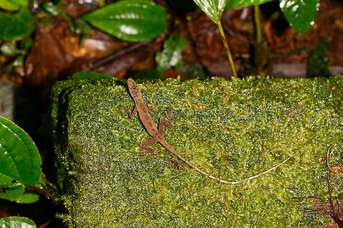 Slender Amazon anole, La Isla Escondida, Colombia Male Anolis sp. lizard found on rock. One of the photos shows our guide Brayan revealing the flap, which is crucial for identification. I haven't done much research on the ID yet though.
https://www.jungledragon.com/image/73072/anolis_sp._-_flap_la_isla_escondida_colombia.html
https://www.jungledragon.com/image/73071/anolis_sp._-_side_view_la_isla_escondida_colombia.html
https://www.jungledragon.com/image/73073/anolis_sp._-_frontal_la_isla_escondida_colombia.html
https://www.jungledragon.com/image/73070/anolis_sp._-_head_la_isla_escondida_colombia.html Anolis fuscoauratus,Colombia,Colombia 2018,Colombia South,La Isla Escondida,Putumayo,South America,World,fuscoauratus