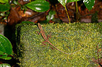 Slender Amazon anole, La Isla Escondida, Colombia Male Anolis sp. lizard found on rock. One of the photos shows our guide Brayan revealing the flap, which is crucial for identification. I haven't done much research on the ID yet though.<br />
https://www.jungledragon.com/image/73072/anolis_sp._-_flap_la_isla_escondida_colombia.html<br />
https://www.jungledragon.com/image/73071/anolis_sp._-_side_view_la_isla_escondida_colombia.html<br />
https://www.jungledragon.com/image/73073/anolis_sp._-_frontal_la_isla_escondida_colombia.html<br />
https://www.jungledragon.com/image/73070/anolis_sp._-_head_la_isla_escondida_colombia.html Anolis fuscoauratus,Colombia,Colombia 2018,Colombia South,La Isla Escondida,Putumayo,South America,World,fuscoauratus