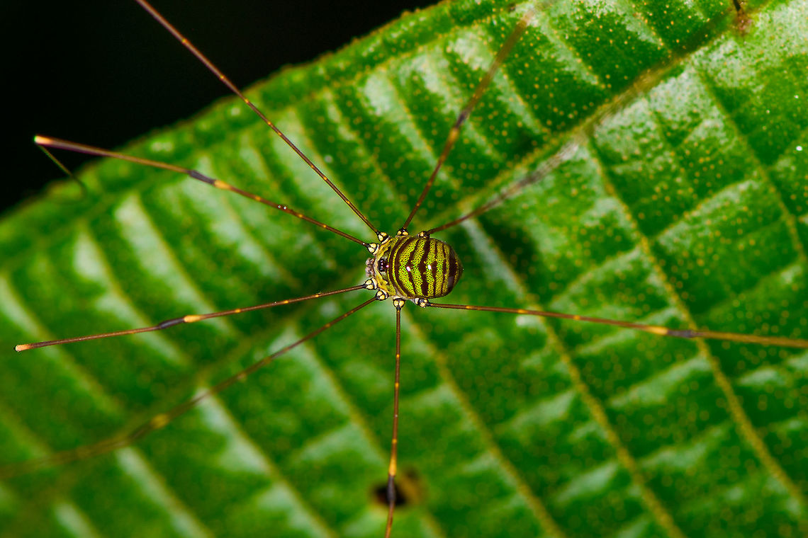 Green-black Harvestman - closeup, La Isla Escondida, Colombia Top view of a harvestman crawling on a leaf by day. The body is vibrant, a banded pattern of green and dark brown, with small speckles in the green parts.<br />
<figure class="photo"><a href="https://www.jungledragon.com/image/73077/green-black_harvestman_la_isla_escondida_colombia.html" title="Green-black Harvestman, La Isla Escondida, Colombia"><img src="https://s3.amazonaws.com/media.jungledragon.com/images/2/73077_thumb.jpg?AWSAccessKeyId=05GMT0V3GWVNE7GGM1R2&Expires=1770854410&Signature=wYDCzmF%2Bg%2BG9NpT%2BIYfiWi4OMD0%3D" width="200" height="134" alt="Green-black Harvestman, La Isla Escondida, Colombia Top view of a harvestman crawling on a leaf by day. The body is vibrant, a banded pattern of green and dark brown, with small speckles in the green parts.<br />
https://www.jungledragon.com/image/73076/green-black_harvestman_-_closeup_la_isla_escondida_colombia.html Colombia,Colombia 2018,Colombia South,La Isla Escondida,Putumayo,South America,World" /></a></figure> Colombia,Colombia 2018,Colombia South,La Isla Escondida,Putumayo,South America,World