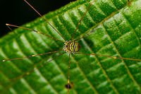 Green-black Harvestman - closeup, La Isla Escondida, Colombia Top view of a harvestman crawling on a leaf by day. The body is vibrant, a banded pattern of green and dark brown, with small speckles in the green parts.<br />
https://www.jungledragon.com/image/73077/green-black_harvestman_la_isla_escondida_colombia.html Colombia,Colombia 2018,Colombia South,La Isla Escondida,Putumayo,South America,World