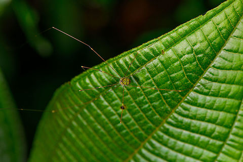 Green-black Harvestman, La Isla Escondida, Colombia Top view of a harvestman crawling on a leaf by day. The body is vibrant, a banded pattern of green and dark brown, with small speckles in the green parts.
https://www.jungledragon.com/image/73076/green-black_harvestman_-_closeup_la_isla_escondida_colombia.html Colombia,Colombia 2018,Colombia South,La Isla Escondida,Putumayo,South America,World