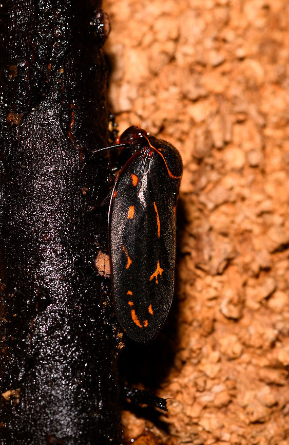 Black froghopper with orange highlights, La Isla Escondida, Colombia Sorry for the poor lighting. Similar observation in Ecuador yet without ID:<br />
<a href="https://www.flickr.com/photos/andreaskay/35398299092/in/album-72157629662903473/" rel="nofollow">https://www.flickr.com/photos/andreaskay/35398299092/in/album-72157629662903473/</a> Colombia,Colombia 2018,Colombia South,La Isla Escondida,Putumayo,South America,World