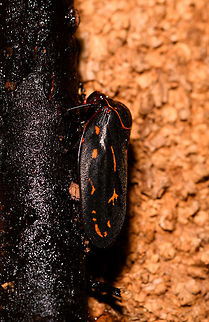 Black froghopper with orange highlights, La Isla Escondida, Colombia Sorry for the poor lighting. Similar observation in Ecuador yet without ID:
https://www.flickr.com/photos/andreaskay/35398299092/in/album-72157629662903473/ Colombia,Colombia 2018,Colombia South,La Isla Escondida,Putumayo,South America,World