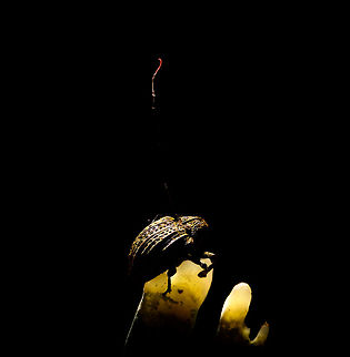 Cordyceps curculionum on weevil - pose, La Isla Escondida, Colombia Another example of death and beauty in a single scene. This parasitic Cordyceps fungus specializes in weevils. According to my guide, it's a species complex, that's why they are so variable. This one has a straight stem that ends with a beautiful red tip. It always seems to grow out of the gap between the abdomen and thorax. This series has one shot of the discovery, followed by several table-top shots as we took the specimen back to the lodge.
https://www.jungledragon.com/image/73146/cordyceps_curculionum_on_weevil_la_isla_escondida_colombia.html
https://www.jungledragon.com/image/73145/cordyceps_curculionum_on_weevil_-_table_la_isla_escondida_colombia.html
https://www.jungledragon.com/image/73144/cordyceps_curculionum_on_weevil_-_table_2_la_isla_escondida_colombia.html
https://www.jungledragon.com/image/73147/cordyceps_curculionum_on_weevil_-_fruiting_body_la_isla_escondida_colombia.html
https://www.jungledragon.com/image/73148/cordyceps_curculionum_on_weevil_-_fruiting_body_2_la_isla_escondida_colombia.html
https://www.jungledragon.com/image/73149/cordyceps_curculionum_on_weevil_-_closeup_la_isla_escondida_colombia.html Colombia,Colombia 2018,Colombia South,Cordyceps curculionum,Fall,Geotagged,La Isla Escondida,Putumayo,South America,World