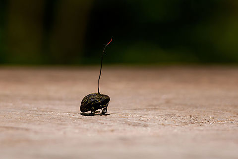 Cordyceps curculionum on weevil - table 2, La Isla Escondida, Colombia Another example of death and beauty in a single scene. This parasitic Cordyceps fungus specializes in weevils. According to my guide, it's a species complex, that's why they are so variable. This one has a straight stem that ends with a beautiful red tip. It always seems to grow out of the gap between the abdomen and thorax. This series has one shot of the discovery, followed by several table-top shots as we took the specimen back to the lodge.
https://www.jungledragon.com/image/73146/cordyceps_curculionum_on_weevil_la_isla_escondida_colombia.html
https://www.jungledragon.com/image/73145/cordyceps_curculionum_on_weevil_-_table_la_isla_escondida_colombia.html
https://www.jungledragon.com/image/73143/cordyceps_curculionum_on_weevil_-_pose_la_isla_escondida_colombia.html
https://www.jungledragon.com/image/73147/cordyceps_curculionum_on_weevil_-_fruiting_body_la_isla_escondida_colombia.html
https://www.jungledragon.com/image/73148/cordyceps_curculionum_on_weevil_-_fruiting_body_2_la_isla_escondida_colombia.html
https://www.jungledragon.com/image/73149/cordyceps_curculionum_on_weevil_-_closeup_la_isla_escondida_colombia.html Colombia,Colombia 2018,Colombia South,Cordyceps curculionum,La Isla Escondida,Putumayo,South America,World