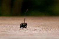 Cordyceps curculionum on weevil - table 2, La Isla Escondida, Colombia Another example of death and beauty in a single scene. This parasitic Cordyceps fungus specializes in weevils. According to my guide, it's a species complex, that's why they are so variable. This one has a straight stem that ends with a beautiful red tip. It always seems to grow out of the gap between the abdomen and thorax. This series has one shot of the discovery, followed by several table-top shots as we took the specimen back to the lodge.<br />
https://www.jungledragon.com/image/73146/cordyceps_curculionum_on_weevil_la_isla_escondida_colombia.html<br />
https://www.jungledragon.com/image/73145/cordyceps_curculionum_on_weevil_-_table_la_isla_escondida_colombia.html<br />
https://www.jungledragon.com/image/73143/cordyceps_curculionum_on_weevil_-_pose_la_isla_escondida_colombia.html<br />
https://www.jungledragon.com/image/73147/cordyceps_curculionum_on_weevil_-_fruiting_body_la_isla_escondida_colombia.html<br />
https://www.jungledragon.com/image/73148/cordyceps_curculionum_on_weevil_-_fruiting_body_2_la_isla_escondida_colombia.html<br />
https://www.jungledragon.com/image/73149/cordyceps_curculionum_on_weevil_-_closeup_la_isla_escondida_colombia.html Colombia,Colombia 2018,Colombia South,Cordyceps curculionum,La Isla Escondida,Putumayo,South America,World