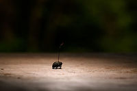 Cordyceps curculionum on weevil - table, La Isla Escondida, Colombia Another example of death and beauty in a single scene. This parasitic Cordyceps fungus specializes in weevils. According to my guide, it's a species complex, that's why they are so variable. This one has a straight stem that ends with a beautiful red tip. It always seems to grow out of the gap between the abdomen and thorax. This series has one shot of the discovery, followed by several table-top shots as we took the specimen back to the lodge.<br />
https://www.jungledragon.com/image/73146/cordyceps_curculionum_on_weevil_la_isla_escondida_colombia.html<br />
https://www.jungledragon.com/image/73144/cordyceps_curculionum_on_weevil_-_table_2_la_isla_escondida_colombia.html<br />
https://www.jungledragon.com/image/73143/cordyceps_curculionum_on_weevil_-_pose_la_isla_escondida_colombia.html<br />
https://www.jungledragon.com/image/73147/cordyceps_curculionum_on_weevil_-_fruiting_body_la_isla_escondida_colombia.html<br />
https://www.jungledragon.com/image/73148/cordyceps_curculionum_on_weevil_-_fruiting_body_2_la_isla_escondida_colombia.html<br />
https://www.jungledragon.com/image/73149/cordyceps_curculionum_on_weevil_-_closeup_la_isla_escondida_colombia.html Colombia,Colombia 2018,Colombia South,Cordyceps curculionum,Fall,Geotagged,La Isla Escondida,Putumayo,South America,World