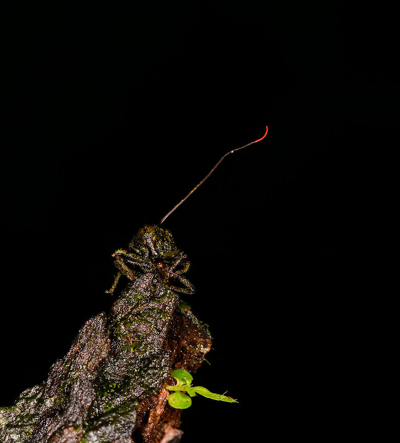 Cordyceps curculionum on weevil, La Isla Escondida, Colombia Another example of death and beauty in a single scene. This parasitic Cordyceps fungus specializes in weevils. According to my guide, it&#039;s a species complex, that&#039;s why they are so variable. This one has a straight stem that ends with a beautiful red tip. It always seems to grow out of the gap between the abdomen and thorax. This series has one shot of the discovery, followed by several table-top shots as we took the specimen back to the lodge.<br />
<figure class="photo"><a href="https://www.jungledragon.com/image/73145/cordyceps_curculionum_on_weevil_-_table_la_isla_escondida_colombia.html" title="Cordyceps curculionum on weevil - table, La Isla Escondida, Colombia"><img src="https://s3.amazonaws.com/media.jungledragon.com/images/2/73145_thumb.jpg?AWSAccessKeyId=05GMT0V3GWVNE7GGM1R2&Expires=1759968010&Signature=g9iX8YItjiCRMoZZ8seJE4cSPDQ%3D" width="200" height="134" alt="Cordyceps curculionum on weevil - table, La Isla Escondida, Colombia Another example of death and beauty in a single scene. This parasitic Cordyceps fungus specializes in weevils. According to my guide, it&#039;s a species complex, that&#039;s why they are so variable. This one has a straight stem that ends with a beautiful red tip. It always seems to grow out of the gap between the abdomen and thorax. This series has one shot of the discovery, followed by several table-top shots as we took the specimen back to the lodge.<br />
https://www.jungledragon.com/image/73146/cordyceps_curculionum_on_weevil_la_isla_escondida_colombia.html<br />
https://www.jungledragon.com/image/73144/cordyceps_curculionum_on_weevil_-_table_2_la_isla_escondida_colombia.html<br />
https://www.jungledragon.com/image/73143/cordyceps_curculionum_on_weevil_-_pose_la_isla_escondida_colombia.html<br />
https://www.jungledragon.com/image/73147/cordyceps_curculionum_on_weevil_-_fruiting_body_la_isla_escondida_colombia.html<br />
https://www.jungledragon.com/image/73148/cordyceps_curculionum_on_weevil_-_fruiting_body_2_la_isla_escondida_colombia.html<br />
https://www.jungledragon.com/image/73149/cordyceps_curculionum_on_weevil_-_closeup_la_isla_escondida_colombia.html Colombia,Colombia 2018,Colombia South,Cordyceps curculionum,Fall,Geotagged,La Isla Escondida,Putumayo,South America,World" /></a></figure><br />
<figure class="photo"><a href="https://www.jungledragon.com/image/73144/cordyceps_curculionum_on_weevil_-_table_2_la_isla_escondida_colombia.html" title="Cordyceps curculionum on weevil - table 2, La Isla Escondida, Colombia"><img src="https://s3.amazonaws.com/media.jungledragon.com/images/2/73144_thumb.jpg?AWSAccessKeyId=05GMT0V3GWVNE7GGM1R2&Expires=1759968010&Signature=gz3GUCBYeXphDyaVw3yavOC%2Btp0%3D" width="200" height="134" alt="Cordyceps curculionum on weevil - table 2, La Isla Escondida, Colombia Another example of death and beauty in a single scene. This parasitic Cordyceps fungus specializes in weevils. According to my guide, it&#039;s a species complex, that&#039;s why they are so variable. This one has a straight stem that ends with a beautiful red tip. It always seems to grow out of the gap between the abdomen and thorax. This series has one shot of the discovery, followed by several table-top shots as we took the specimen back to the lodge.<br />
https://www.jungledragon.com/image/73146/cordyceps_curculionum_on_weevil_la_isla_escondida_colombia.html<br />
https://www.jungledragon.com/image/73145/cordyceps_curculionum_on_weevil_-_table_la_isla_escondida_colombia.html<br />
https://www.jungledragon.com/image/73143/cordyceps_curculionum_on_weevil_-_pose_la_isla_escondida_colombia.html<br />
https://www.jungledragon.com/image/73147/cordyceps_curculionum_on_weevil_-_fruiting_body_la_isla_escondida_colombia.html<br />
https://www.jungledragon.com/image/73148/cordyceps_curculionum_on_weevil_-_fruiting_body_2_la_isla_escondida_colombia.html<br />
https://www.jungledragon.com/image/73149/cordyceps_curculionum_on_weevil_-_closeup_la_isla_escondida_colombia.html Colombia,Colombia 2018,Colombia South,Cordyceps curculionum,La Isla Escondida,Putumayo,South America,World" /></a></figure><br />
<figure class="photo"><a href="https://www.jungledragon.com/image/73143/cordyceps_curculionum_on_weevil_-_pose_la_isla_escondida_colombia.html" title="Cordyceps curculionum on weevil - pose, La Isla Escondida, Colombia"><img src="https://s3.amazonaws.com/media.jungledragon.com/images/2/73143_thumb.jpg?AWSAccessKeyId=05GMT0V3GWVNE7GGM1R2&Expires=1759968010&Signature=QgfEgu921TuS7QjgdBDj9OMXoZM%3D" width="150" height="152" alt="Cordyceps curculionum on weevil - pose, La Isla Escondida, Colombia Another example of death and beauty in a single scene. This parasitic Cordyceps fungus specializes in weevils. According to my guide, it&#039;s a species complex, that&#039;s why they are so variable. This one has a straight stem that ends with a beautiful red tip. It always seems to grow out of the gap between the abdomen and thorax. This series has one shot of the discovery, followed by several table-top shots as we took the specimen back to the lodge.<br />
https://www.jungledragon.com/image/73146/cordyceps_curculionum_on_weevil_la_isla_escondida_colombia.html<br />
https://www.jungledragon.com/image/73145/cordyceps_curculionum_on_weevil_-_table_la_isla_escondida_colombia.html<br />
https://www.jungledragon.com/image/73144/cordyceps_curculionum_on_weevil_-_table_2_la_isla_escondida_colombia.html<br />
https://www.jungledragon.com/image/73147/cordyceps_curculionum_on_weevil_-_fruiting_body_la_isla_escondida_colombia.html<br />
https://www.jungledragon.com/image/73148/cordyceps_curculionum_on_weevil_-_fruiting_body_2_la_isla_escondida_colombia.html<br />
https://www.jungledragon.com/image/73149/cordyceps_curculionum_on_weevil_-_closeup_la_isla_escondida_colombia.html Colombia,Colombia 2018,Colombia South,Cordyceps curculionum,Fall,Geotagged,La Isla Escondida,Putumayo,South America,World" /></a></figure><br />
<figure class="photo"><a href="https://www.jungledragon.com/image/73147/cordyceps_curculionum_on_weevil_-_fruiting_body_la_isla_escondida_colombia.html" title="Cordyceps curculionum on weevil - fruiting body, La Isla Escondida, Colombia"><img src="https://s3.amazonaws.com/media.jungledragon.com/images/2/73147_thumb.jpg?AWSAccessKeyId=05GMT0V3GWVNE7GGM1R2&Expires=1759968010&Signature=uoi3%2FjLgoUlxIDzWkfb%2F7ZNU%2FWM%3D" width="200" height="134" alt="Cordyceps curculionum on weevil - fruiting body, La Isla Escondida, Colombia Another example of death and beauty in a single scene. This parasitic Cordyceps fungus specializes in weevils. According to my guide, it&#039;s a species complex, that&#039;s why they are so variable. This one has a straight stem that ends with a beautiful red tip. It always seems to grow out of the gap between the abdomen and thorax. This series has one shot of the discovery, followed by several table-top shots as we took the specimen back to the lodge.<br />
https://www.jungledragon.com/image/73146/cordyceps_curculionum_on_weevil_la_isla_escondida_colombia.html<br />
https://www.jungledragon.com/image/73145/cordyceps_curculionum_on_weevil_-_table_la_isla_escondida_colombia.html<br />
https://www.jungledragon.com/image/73144/cordyceps_curculionum_on_weevil_-_table_2_la_isla_escondida_colombia.html<br />
https://www.jungledragon.com/image/73143/cordyceps_curculionum_on_weevil_-_pose_la_isla_escondida_colombia.html<br />
https://www.jungledragon.com/image/73148/cordyceps_curculionum_on_weevil_-_fruiting_body_2_la_isla_escondida_colombia.html<br />
https://www.jungledragon.com/image/73149/cordyceps_curculionum_on_weevil_-_closeup_la_isla_escondida_colombia.html Colombia,Colombia 2018,Colombia South,Cordyceps curculionum,Fall,Geotagged,La Isla Escondida,Putumayo,South America,World" /></a></figure><br />
<figure class="photo"><a href="https://www.jungledragon.com/image/73148/cordyceps_curculionum_on_weevil_-_fruiting_body_2_la_isla_escondida_colombia.html" title="Cordyceps curculionum on weevil - fruiting body 2, La Isla Escondida, Colombia"><img src="https://s3.amazonaws.com/media.jungledragon.com/images/2/73148_thumb.jpg?AWSAccessKeyId=05GMT0V3GWVNE7GGM1R2&Expires=1759968010&Signature=s35Z7akvjJlQgb18%2F8jWnma68c0%3D" width="200" height="192" alt="Cordyceps curculionum on weevil - fruiting body 2, La Isla Escondida, Colombia Another example of death and beauty in a single scene. This parasitic Cordyceps fungus specializes in weevils. According to my guide, it&#039;s a species complex, that&#039;s why they are so variable. This one has a straight stem that ends with a beautiful red tip. It always seems to grow out of the gap between the abdomen and thorax. This series has one shot of the discovery, followed by several table-top shots as we took the specimen back to the lodge.<br />
https://www.jungledragon.com/image/73146/cordyceps_curculionum_on_weevil_la_isla_escondida_colombia.html<br />
https://www.jungledragon.com/image/73145/cordyceps_curculionum_on_weevil_-_table_la_isla_escondida_colombia.html<br />
https://www.jungledragon.com/image/73144/cordyceps_curculionum_on_weevil_-_table_2_la_isla_escondida_colombia.html<br />
https://www.jungledragon.com/image/73143/cordyceps_curculionum_on_weevil_-_pose_la_isla_escondida_colombia.html<br />
https://www.jungledragon.com/image/73147/cordyceps_curculionum_on_weevil_-_fruiting_body_la_isla_escondida_colombia.html<br />
https://www.jungledragon.com/image/73149/cordyceps_curculionum_on_weevil_-_closeup_la_isla_escondida_colombia.html Colombia,Colombia 2018,Colombia South,Cordyceps curculionum,Fall,Geotagged,La Isla Escondida,Putumayo,South America,World" /></a></figure><br />
<figure class="photo"><a href="https://www.jungledragon.com/image/73149/cordyceps_curculionum_on_weevil_-_closeup_la_isla_escondida_colombia.html" title="Cordyceps curculionum on weevil - closeup, La Isla Escondida, Colombia"><img src="https://s3.amazonaws.com/media.jungledragon.com/images/2/73149_thumb.jpg?AWSAccessKeyId=05GMT0V3GWVNE7GGM1R2&Expires=1759968010&Signature=PMLMI1c80rvyGmLiCyYgS%2BjgKcw%3D" width="150" height="152" alt="Cordyceps curculionum on weevil - closeup, La Isla Escondida, Colombia Another example of death and beauty in a single scene. This parasitic Cordyceps fungus specializes in weevils. According to my guide, it&#039;s a species complex, that&#039;s why they are so variable. This one has a straight stem that ends with a beautiful red tip. It always seems to grow out of the gap between the abdomen and thorax. This series has one shot of the discovery, followed by several table-top shots as we took the specimen back to the lodge.<br />
https://www.jungledragon.com/image/73146/cordyceps_curculionum_on_weevil_la_isla_escondida_colombia.html<br />
https://www.jungledragon.com/image/73145/cordyceps_curculionum_on_weevil_-_table_la_isla_escondida_colombia.html<br />
https://www.jungledragon.com/image/73144/cordyceps_curculionum_on_weevil_-_table_2_la_isla_escondida_colombia.html<br />
https://www.jungledragon.com/image/73143/cordyceps_curculionum_on_weevil_-_pose_la_isla_escondida_colombia.html<br />
https://www.jungledragon.com/image/73147/cordyceps_curculionum_on_weevil_-_fruiting_body_la_isla_escondida_colombia.html<br />
https://www.jungledragon.com/image/73148/cordyceps_curculionum_on_weevil_-_fruiting_body_2_la_isla_escondida_colombia.html Colombia,Colombia 2018,Colombia South,Cordyceps curculionum,La Isla Escondida,Putumayo,South America,World" /></a></figure> Colombia,Colombia 2018,Colombia South,Cordyceps curculionum,Fall,Geotagged,La Isla Escondida,Putumayo,South America,World
