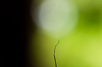 Cordyceps curculionum on weevil - fruiting body, La Isla Escondida, Colombia Another example of death and beauty in a single scene. This parasitic Cordyceps fungus specializes in weevils. According to my guide, it's a species complex, that's why they are so variable. This one has a straight stem that ends with a beautiful red tip. It always seems to grow out of the gap between the abdomen and thorax. This series has one shot of the discovery, followed by several table-top shots as we took the specimen back to the lodge.<br />
https://www.jungledragon.com/image/73146/cordyceps_curculionum_on_weevil_la_isla_escondida_colombia.html<br />
https://www.jungledragon.com/image/73145/cordyceps_curculionum_on_weevil_-_table_la_isla_escondida_colombia.html<br />
https://www.jungledragon.com/image/73144/cordyceps_curculionum_on_weevil_-_table_2_la_isla_escondida_colombia.html<br />
https://www.jungledragon.com/image/73143/cordyceps_curculionum_on_weevil_-_pose_la_isla_escondida_colombia.html<br />
https://www.jungledragon.com/image/73148/cordyceps_curculionum_on_weevil_-_fruiting_body_2_la_isla_escondida_colombia.html<br />
https://www.jungledragon.com/image/73149/cordyceps_curculionum_on_weevil_-_closeup_la_isla_escondida_colombia.html Colombia,Colombia 2018,Colombia South,Cordyceps curculionum,Fall,Geotagged,La Isla Escondida,Putumayo,South America,World