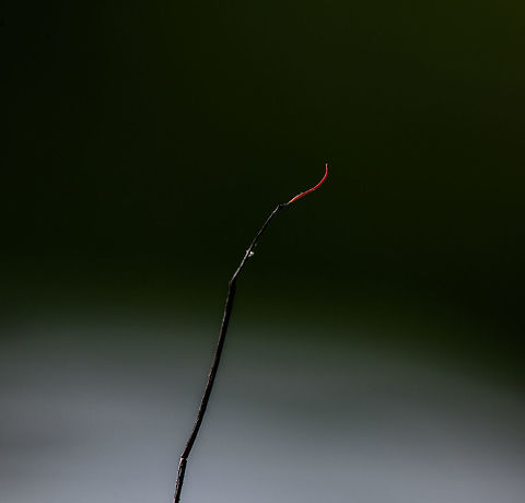 Cordyceps curculionum on weevil - fruiting body 2, La Isla Escondida, Colombia Another example of death and beauty in a single scene. This parasitic Cordyceps fungus specializes in weevils. According to my guide, it's a species complex, that's why they are so variable. This one has a straight stem that ends with a beautiful red tip. It always seems to grow out of the gap between the abdomen and thorax. This series has one shot of the discovery, followed by several table-top shots as we took the specimen back to the lodge.
https://www.jungledragon.com/image/73146/cordyceps_curculionum_on_weevil_la_isla_escondida_colombia.html
https://www.jungledragon.com/image/73145/cordyceps_curculionum_on_weevil_-_table_la_isla_escondida_colombia.html
https://www.jungledragon.com/image/73144/cordyceps_curculionum_on_weevil_-_table_2_la_isla_escondida_colombia.html
https://www.jungledragon.com/image/73143/cordyceps_curculionum_on_weevil_-_pose_la_isla_escondida_colombia.html
https://www.jungledragon.com/image/73147/cordyceps_curculionum_on_weevil_-_fruiting_body_la_isla_escondida_colombia.html
https://www.jungledragon.com/image/73149/cordyceps_curculionum_on_weevil_-_closeup_la_isla_escondida_colombia.html Colombia,Colombia 2018,Colombia South,Cordyceps curculionum,Fall,Geotagged,La Isla Escondida,Putumayo,South America,World