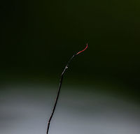 Cordyceps curculionum on weevil - fruiting body 2, La Isla Escondida, Colombia Another example of death and beauty in a single scene. This parasitic Cordyceps fungus specializes in weevils. According to my guide, it's a species complex, that's why they are so variable. This one has a straight stem that ends with a beautiful red tip. It always seems to grow out of the gap between the abdomen and thorax. This series has one shot of the discovery, followed by several table-top shots as we took the specimen back to the lodge.<br />
https://www.jungledragon.com/image/73146/cordyceps_curculionum_on_weevil_la_isla_escondida_colombia.html<br />
https://www.jungledragon.com/image/73145/cordyceps_curculionum_on_weevil_-_table_la_isla_escondida_colombia.html<br />
https://www.jungledragon.com/image/73144/cordyceps_curculionum_on_weevil_-_table_2_la_isla_escondida_colombia.html<br />
https://www.jungledragon.com/image/73143/cordyceps_curculionum_on_weevil_-_pose_la_isla_escondida_colombia.html<br />
https://www.jungledragon.com/image/73147/cordyceps_curculionum_on_weevil_-_fruiting_body_la_isla_escondida_colombia.html<br />
https://www.jungledragon.com/image/73149/cordyceps_curculionum_on_weevil_-_closeup_la_isla_escondida_colombia.html Colombia,Colombia 2018,Colombia South,Cordyceps curculionum,Fall,Geotagged,La Isla Escondida,Putumayo,South America,World