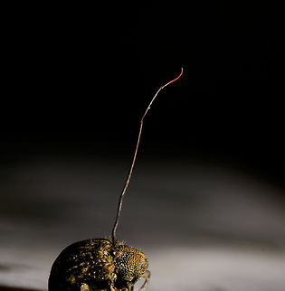 Cordyceps curculionum on weevil - closeup, La Isla Escondida, Colombia Another example of death and beauty in a single scene. This parasitic Cordyceps fungus specializes in weevils. According to my guide, it's a species complex, that's why they are so variable. This one has a straight stem that ends with a beautiful red tip. It always seems to grow out of the gap between the abdomen and thorax. This series has one shot of the discovery, followed by several table-top shots as we took the specimen back to the lodge.
https://www.jungledragon.com/image/73146/cordyceps_curculionum_on_weevil_la_isla_escondida_colombia.html
https://www.jungledragon.com/image/73145/cordyceps_curculionum_on_weevil_-_table_la_isla_escondida_colombia.html
https://www.jungledragon.com/image/73144/cordyceps_curculionum_on_weevil_-_table_2_la_isla_escondida_colombia.html
https://www.jungledragon.com/image/73143/cordyceps_curculionum_on_weevil_-_pose_la_isla_escondida_colombia.html
https://www.jungledragon.com/image/73147/cordyceps_curculionum_on_weevil_-_fruiting_body_la_isla_escondida_colombia.html
https://www.jungledragon.com/image/73148/cordyceps_curculionum_on_weevil_-_fruiting_body_2_la_isla_escondida_colombia.html Colombia,Colombia 2018,Colombia South,Cordyceps curculionum,La Isla Escondida,Putumayo,South America,World