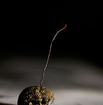 Cordyceps curculionum on weevil - closeup, La Isla Escondida, Colombia Another example of death and beauty in a single scene. This parasitic Cordyceps fungus specializes in weevils. According to my guide, it's a species complex, that's why they are so variable. This one has a straight stem that ends with a beautiful red tip. It always seems to grow out of the gap between the abdomen and thorax. This series has one shot of the discovery, followed by several table-top shots as we took the specimen back to the lodge.<br />
https://www.jungledragon.com/image/73146/cordyceps_curculionum_on_weevil_la_isla_escondida_colombia.html<br />
https://www.jungledragon.com/image/73145/cordyceps_curculionum_on_weevil_-_table_la_isla_escondida_colombia.html<br />
https://www.jungledragon.com/image/73144/cordyceps_curculionum_on_weevil_-_table_2_la_isla_escondida_colombia.html<br />
https://www.jungledragon.com/image/73143/cordyceps_curculionum_on_weevil_-_pose_la_isla_escondida_colombia.html<br />
https://www.jungledragon.com/image/73147/cordyceps_curculionum_on_weevil_-_fruiting_body_la_isla_escondida_colombia.html<br />
https://www.jungledragon.com/image/73148/cordyceps_curculionum_on_weevil_-_fruiting_body_2_la_isla_escondida_colombia.html Colombia,Colombia 2018,Colombia South,Cordyceps curculionum,La Isla Escondida,Putumayo,South America,World