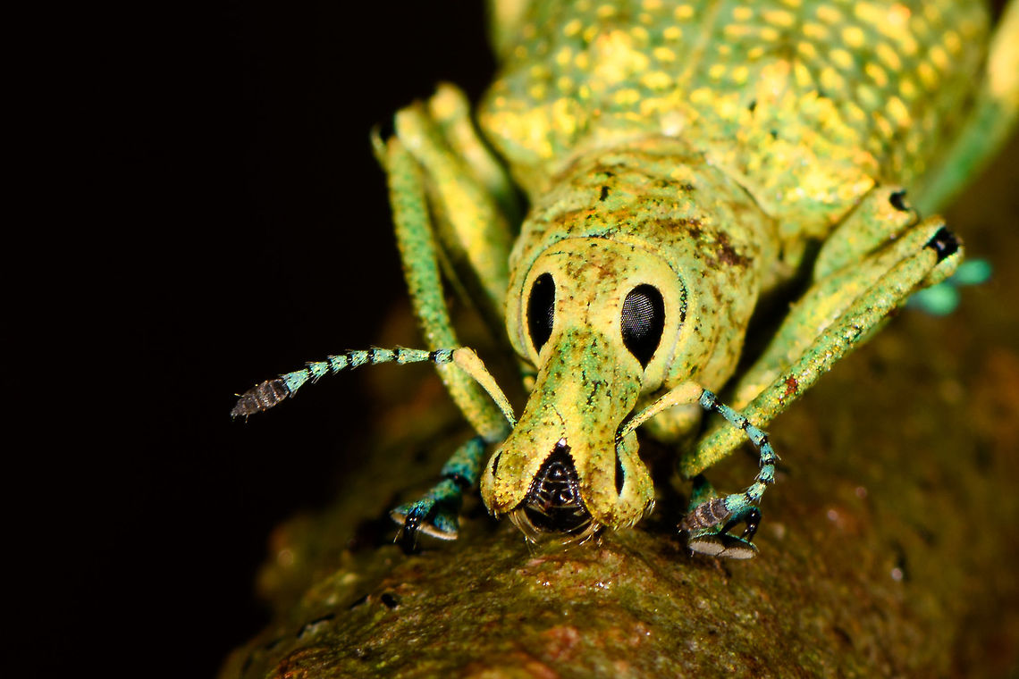 Weevil with new shoes - macro, La Isla Escondida, Colombia A vibrant weevil found on a tree. It has an overall yellow to green appearance, with remarkable blue feet and antennae.<br />
<figure class="photo"><a href="https://www.jungledragon.com/image/73153/weevil_with_new_shoes_la_isla_escondida_colombia.html" title="Weevil with new shoes, La Isla Escondida, Colombia"><img src="https://s3.amazonaws.com/media.jungledragon.com/images/2/73153_thumb.jpg?AWSAccessKeyId=05GMT0V3GWVNE7GGM1R2&Expires=1770854410&Signature=Ncd9TcIRf8sumbj2PNYlyj9iOK8%3D" width="200" height="134" alt="Weevil with new shoes, La Isla Escondida, Colombia A vibrant weevil found on a tree. It has an overall yellow to green appearance, with remarkable blue feet and antennae.<br />
https://www.jungledragon.com/image/73151/weevil_with_new_shoes_-_top_la_isla_escondida_colombia.html<br />
https://www.jungledragon.com/image/73152/weevil_with_new_shoes_-_front_la_isla_escondida_colombia.html<br />
https://www.jungledragon.com/image/73150/weevil_with_new_shoes_-_macro_la_isla_escondida_colombia.html Colombia,Colombia 2018,Colombia South,La Isla Escondida,Putumayo,South America,World" /></a></figure><br />
<figure class="photo"><a href="https://www.jungledragon.com/image/73151/weevil_with_new_shoes_-_top_la_isla_escondida_colombia.html" title="Weevil with new shoes - top, La Isla Escondida, Colombia"><img src="https://s3.amazonaws.com/media.jungledragon.com/images/2/73151_thumb.jpg?AWSAccessKeyId=05GMT0V3GWVNE7GGM1R2&Expires=1770854410&Signature=xosb6ofsmYBf0wYgVhsk2StjJrw%3D" width="102" height="152" alt="Weevil with new shoes - top, La Isla Escondida, Colombia A vibrant weevil found on a tree. It has an overall yellow to green appearance, with remarkable blue feet and antennae.<br />
https://www.jungledragon.com/image/73153/weevil_with_new_shoes_la_isla_escondida_colombia.html<br />
https://www.jungledragon.com/image/73152/weevil_with_new_shoes_-_front_la_isla_escondida_colombia.html<br />
https://www.jungledragon.com/image/73150/weevil_with_new_shoes_-_macro_la_isla_escondida_colombia.html Colombia,Colombia 2018,Colombia South,La Isla Escondida,Putumayo,South America,World" /></a></figure><br />
<figure class="photo"><a href="https://www.jungledragon.com/image/73152/weevil_with_new_shoes_-_front_la_isla_escondida_colombia.html" title="Weevil with new shoes - front, La Isla Escondida, Colombia"><img src="https://s3.amazonaws.com/media.jungledragon.com/images/2/73152_thumb.jpg?AWSAccessKeyId=05GMT0V3GWVNE7GGM1R2&Expires=1770854410&Signature=XF%2FcNU6fADP9Gg7UKfFLFJe3CNc%3D" width="200" height="134" alt="Weevil with new shoes - front, La Isla Escondida, Colombia A vibrant weevil found on a tree. It has an overall yellow to green appearance, with remarkable blue feet and antennae.<br />
https://www.jungledragon.com/image/73153/weevil_with_new_shoes_la_isla_escondida_colombia.html<br />
https://www.jungledragon.com/image/73151/weevil_with_new_shoes_-_top_la_isla_escondida_colombia.html<br />
https://www.jungledragon.com/image/73150/weevil_with_new_shoes_-_macro_la_isla_escondida_colombia.html Colombia,Colombia 2018,Colombia South,La Isla Escondida,Putumayo,South America,World" /></a></figure> Colombia,Colombia 2018,Colombia South,La Isla Escondida,Putumayo,South America,World
