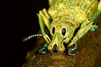 Weevil with new shoes - macro, La Isla Escondida, Colombia A vibrant weevil found on a tree. It has an overall yellow to green appearance, with remarkable blue feet and antennae.<br />
https://www.jungledragon.com/image/73153/weevil_with_new_shoes_la_isla_escondida_colombia.html<br />
https://www.jungledragon.com/image/73151/weevil_with_new_shoes_-_top_la_isla_escondida_colombia.html<br />
https://www.jungledragon.com/image/73152/weevil_with_new_shoes_-_front_la_isla_escondida_colombia.html Colombia,Colombia 2018,Colombia South,La Isla Escondida,Putumayo,South America,World