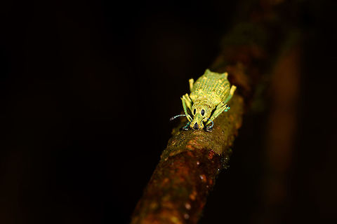 Weevil with new shoes - front, La Isla Escondida, Colombia A vibrant weevil found on a tree. It has an overall yellow to green appearance, with remarkable blue feet and antennae.
https://www.jungledragon.com/image/73153/weevil_with_new_shoes_la_isla_escondida_colombia.html
https://www.jungledragon.com/image/73151/weevil_with_new_shoes_-_top_la_isla_escondida_colombia.html
https://www.jungledragon.com/image/73150/weevil_with_new_shoes_-_macro_la_isla_escondida_colombia.html Colombia,Colombia 2018,Colombia South,La Isla Escondida,Putumayo,South America,World