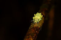 Weevil with new shoes - front, La Isla Escondida, Colombia A vibrant weevil found on a tree. It has an overall yellow to green appearance, with remarkable blue feet and antennae.<br />
https://www.jungledragon.com/image/73153/weevil_with_new_shoes_la_isla_escondida_colombia.html<br />
https://www.jungledragon.com/image/73151/weevil_with_new_shoes_-_top_la_isla_escondida_colombia.html<br />
https://www.jungledragon.com/image/73150/weevil_with_new_shoes_-_macro_la_isla_escondida_colombia.html Colombia,Colombia 2018,Colombia South,La Isla Escondida,Putumayo,South America,World