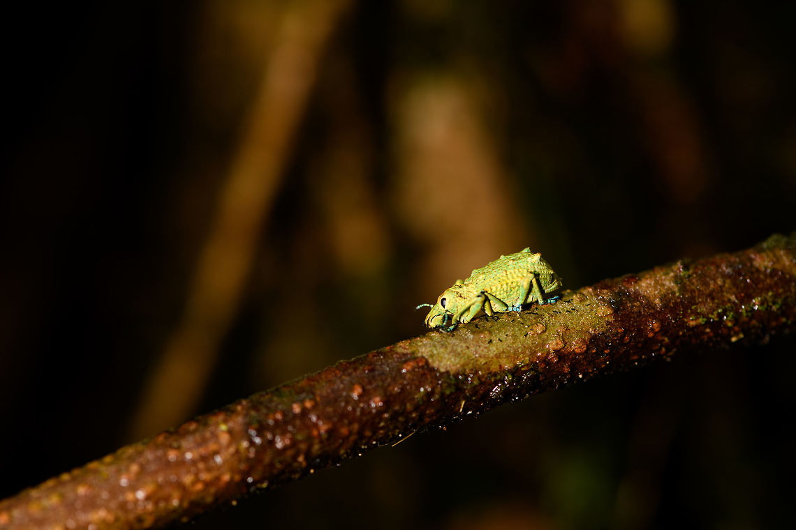 Weevil with new shoes, La Isla Escondida, Colombia A vibrant weevil found on a tree. It has an overall yellow to green appearance, with remarkable blue feet and antennae.<br />
<figure class="photo"><a href="https://www.jungledragon.com/image/73151/weevil_with_new_shoes_-_top_la_isla_escondida_colombia.html" title="Weevil with new shoes - top, La Isla Escondida, Colombia"><img src="https://s3.amazonaws.com/media.jungledragon.com/images/2/73151_thumb.jpg?AWSAccessKeyId=05GMT0V3GWVNE7GGM1R2&Expires=1770854410&Signature=xosb6ofsmYBf0wYgVhsk2StjJrw%3D" width="102" height="152" alt="Weevil with new shoes - top, La Isla Escondida, Colombia A vibrant weevil found on a tree. It has an overall yellow to green appearance, with remarkable blue feet and antennae.<br />
https://www.jungledragon.com/image/73153/weevil_with_new_shoes_la_isla_escondida_colombia.html<br />
https://www.jungledragon.com/image/73152/weevil_with_new_shoes_-_front_la_isla_escondida_colombia.html<br />
https://www.jungledragon.com/image/73150/weevil_with_new_shoes_-_macro_la_isla_escondida_colombia.html Colombia,Colombia 2018,Colombia South,La Isla Escondida,Putumayo,South America,World" /></a></figure><br />
<figure class="photo"><a href="https://www.jungledragon.com/image/73152/weevil_with_new_shoes_-_front_la_isla_escondida_colombia.html" title="Weevil with new shoes - front, La Isla Escondida, Colombia"><img src="https://s3.amazonaws.com/media.jungledragon.com/images/2/73152_thumb.jpg?AWSAccessKeyId=05GMT0V3GWVNE7GGM1R2&Expires=1770854410&Signature=XF%2FcNU6fADP9Gg7UKfFLFJe3CNc%3D" width="200" height="134" alt="Weevil with new shoes - front, La Isla Escondida, Colombia A vibrant weevil found on a tree. It has an overall yellow to green appearance, with remarkable blue feet and antennae.<br />
https://www.jungledragon.com/image/73153/weevil_with_new_shoes_la_isla_escondida_colombia.html<br />
https://www.jungledragon.com/image/73151/weevil_with_new_shoes_-_top_la_isla_escondida_colombia.html<br />
https://www.jungledragon.com/image/73150/weevil_with_new_shoes_-_macro_la_isla_escondida_colombia.html Colombia,Colombia 2018,Colombia South,La Isla Escondida,Putumayo,South America,World" /></a></figure><br />
<figure class="photo"><a href="https://www.jungledragon.com/image/73150/weevil_with_new_shoes_-_macro_la_isla_escondida_colombia.html" title="Weevil with new shoes - macro, La Isla Escondida, Colombia"><img src="https://s3.amazonaws.com/media.jungledragon.com/images/2/73150_thumb.jpg?AWSAccessKeyId=05GMT0V3GWVNE7GGM1R2&Expires=1770854410&Signature=RsOrRQvo6yLmUk%2FpQ%2FLCajB1Tb4%3D" width="200" height="134" alt="Weevil with new shoes - macro, La Isla Escondida, Colombia A vibrant weevil found on a tree. It has an overall yellow to green appearance, with remarkable blue feet and antennae.<br />
https://www.jungledragon.com/image/73153/weevil_with_new_shoes_la_isla_escondida_colombia.html<br />
https://www.jungledragon.com/image/73151/weevil_with_new_shoes_-_top_la_isla_escondida_colombia.html<br />
https://www.jungledragon.com/image/73152/weevil_with_new_shoes_-_front_la_isla_escondida_colombia.html Colombia,Colombia 2018,Colombia South,La Isla Escondida,Putumayo,South America,World" /></a></figure> Colombia,Colombia 2018,Colombia South,La Isla Escondida,Putumayo,South America,World